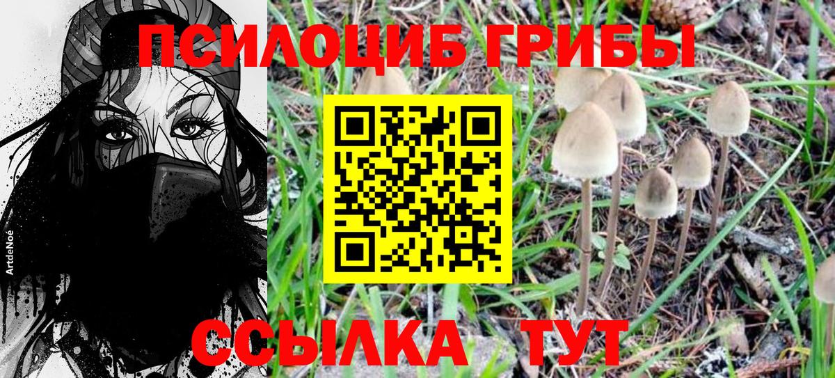 Псилоцибиновые грибы Psilocybe Алатырь